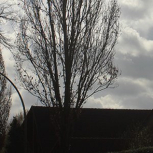 Baum mit Mittagsschattten......Sabine Schröder